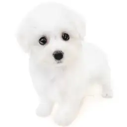 ビションフリーゼ