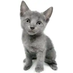 ロシアンブルー