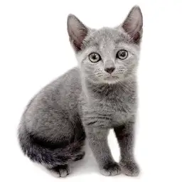 ロシアンブルー