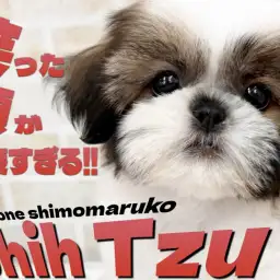 【 シーズー 】女の子らしさと愛嬌がグッと増した!可愛い笑顔と温和な性格に注目!