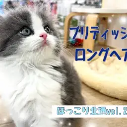 【 ほっこり北通vol.216 】気品あふれるブリティッシュロングヘア！