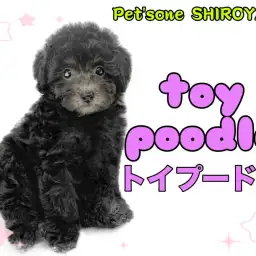 【 トイプードル 】外見も性格も理想的！シルバーカラーのトイプーちゃん