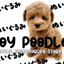 【 トイプードル 】毛量と可愛さが自慢!ぬいぐるみのようなアプリコットの男の子!