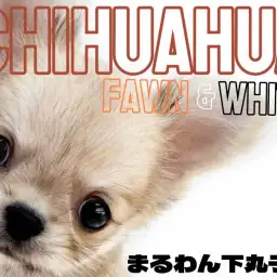 【 チワワ 】小さめで飼いやすい!穏やかで甘えん坊な男の子の魅力をたっぷり紹介!