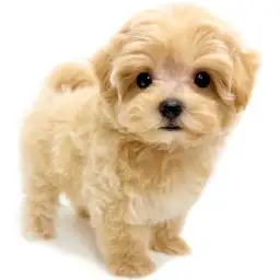 MIX（マルチーズ×トイプードル）