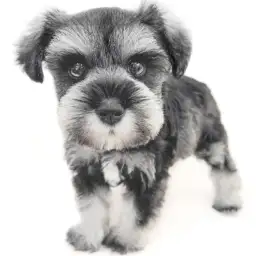 ミニチュア・シュナウザー