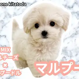 【 MIX 】最強の遺伝子を受け継いだクリームカラーのプリンセスマルプー入店！