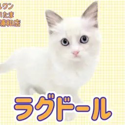 【 ラグドール 】穏やかで優しい性格が魅力!ブルーポイントバイカラーの女の子