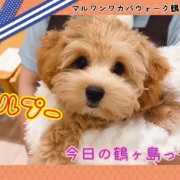 【 今日の鶴ヶ島っ子 】 癒し系マルプーちゃんのご紹介!