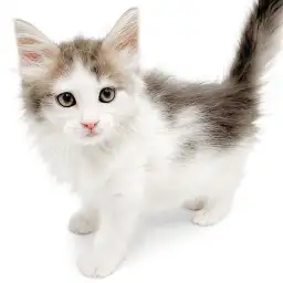 ノルウェージャンフォレストキャット