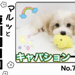 【 マルっと東川口日和No.76 】ひとり遊び上達!大人気のキャバションちゃん!