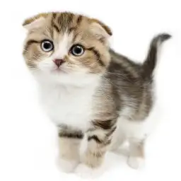 スコティッシュフォールド