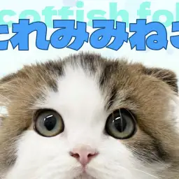 【 スコティッシュフォールド 】横浜元町にいる大きな瞳のたれみみスコちゃん！