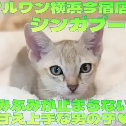 【 シンガプーラ 】抱っこも好きな甘えん坊にゃんこ加速中!ふみふみ動画を大公開!