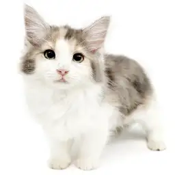 ノルウェージャンフォレストキャット