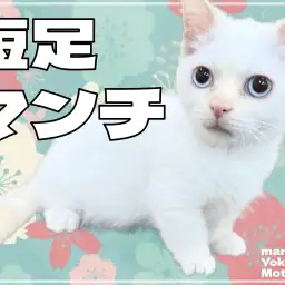 【 マンチカン 】愛らしさ満点!短足マンチカンが横浜元町店に登場!