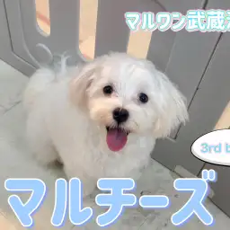 【 マルチーズ 】生後6ヶ月で2.0kg！涙やけのない小柄な男の子！
