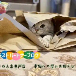 【 ファーストパートナー 】マルワン高井戸店スタッフすみの愛猫物語！