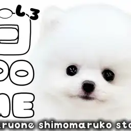 【 ポメラニアン 】白ポメの様なクリームの幼さ溢れるたぬき顔の女の子が大田区に!