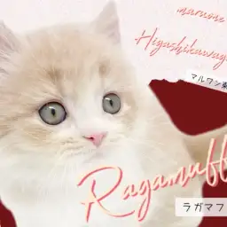 【 ラガマフィン 】優しさ溢れるクリームカラー！良血統の美しい美貌にもご注目！