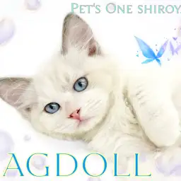 【 ラグドール 】おっとりしたぬいぐるみ?心も身体も癒してくれる甘えん坊