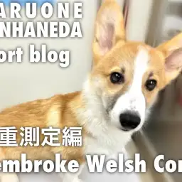 【 コーギー 】本羽田店のおりこうさんコーギーのル-ティーン・体重測定編!