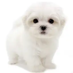 MIX（マルチーズ×シーズー）