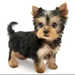 ヨークシャーテリア