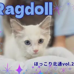 【 ほっこり北通vol.217 】全身で甘えてくれるラグドールくん入店！