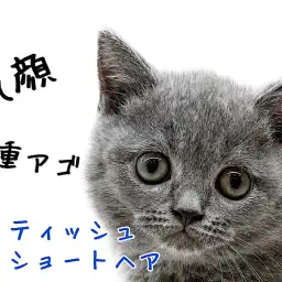 【 ブリティッシュショートヘア 】甘えんBOYな丸顔にゃんこ