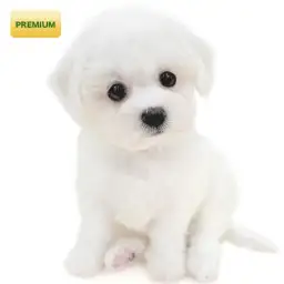 ビションフリーゼ