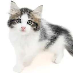 ノルウェージャンフォレストキャット