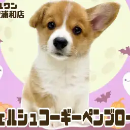 【 ウェルシュコーギーペンブローク 】美しいレッド＆ホワイトの女の子！