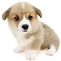 ウェルシュコーギーペンブローク