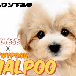 【 MIX 】コンパクトサイズのぬいぐるみ系!癒しオーラを纏ったマルプーの男の子