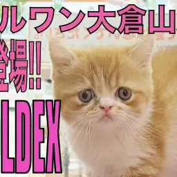 【 フォールデックス 】ぺちゃ顔好きは急げっ!レア猫種が大倉山店初登場!