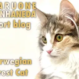 【 ノルウェージャンフォレストキャット 】生後6ヶ月のゴージャスな尻尾にご注目!