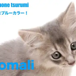 【 ソマリ 】上品さを醸し出しているブルーカラーの男の子!