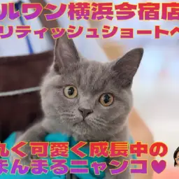 【 ブリティッシュショートヘア 】丸く可愛く成長中の無防備な男の子！最新動画付き