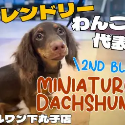 【 ダックスフント 】フレンドリーな性格で社交性バッチリ!トレーニング姿をご紹介