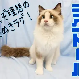 【 ラグドール 】甘えんぼたぬき顔男子！飼いやすさ抜群&多頭飼いのお家もお任せ！