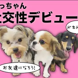 【 ミニチュアダックス 】フレンドリーさがレベチ!だっちゃん社交性デビュー!