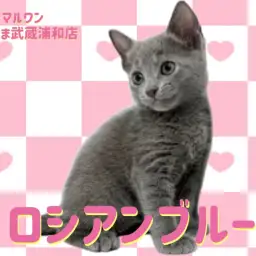 【 ロシアンブルー 】ため息が出るほどの美しさ!極上の女の子が埼玉浦和に登場