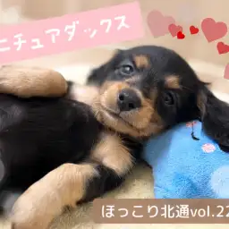 【 ほっこり北通vol.229 】無防備すぎるへそ天ポーズ!ミニチュアダックスちゃん