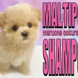 【 MIX 】水も滴る良いお・と・こ！初シャンプーでも超優等生なマルプーちゃん！