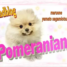 【 ポメラニアン 】可愛いが止まらない!たぬきポメの生後3ヶ月目の姿をお届け!