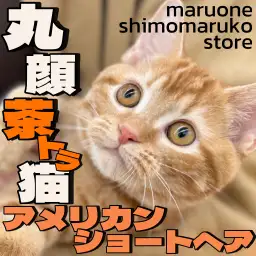 【 アメリカンショートヘア 】表情豊かなまんまるフェイスの茶トラガールの成長記録