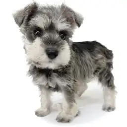 ミニチュア・シュナウザー