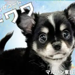 【 チワワ 】存在感抜群!ブラックタン&ホワイトのイケメン登場!