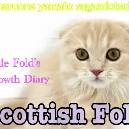 【 スコティッシュフォールド】 甘えん坊ぶりが日に日に増す折れ耳女子の成長!